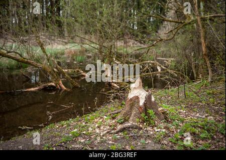 Beavers in Bavaria, Germany Stock Photo