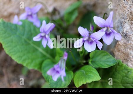Wild purple violets in the garden,spring violets with delikate petals and green leaves,purple violets with stone wall background,macro,floral photo,ma Stock Photo