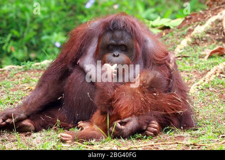 Female orangutan with her infant, Borneo, Indonesia Stock Photo