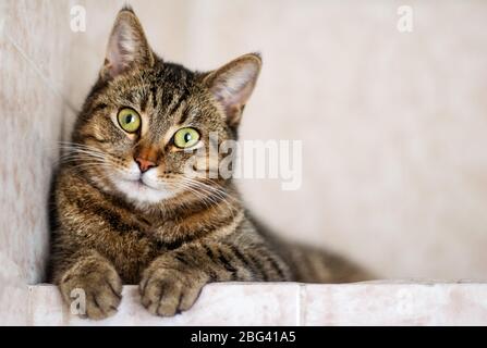 Striped purebred cat on a white background. Close up. Stock Photo