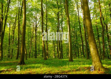 A beautiful spring forest with different trees Stock Photo