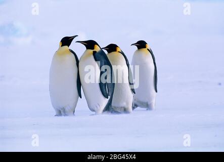 Emperor Penguins, Aptenodytes forsteri, Dawson Lambton Glacier, Weddell Sea, Antarctica Stock Photo