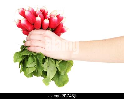 Small garden radish with leaves in hand isolated on white Stock Photo