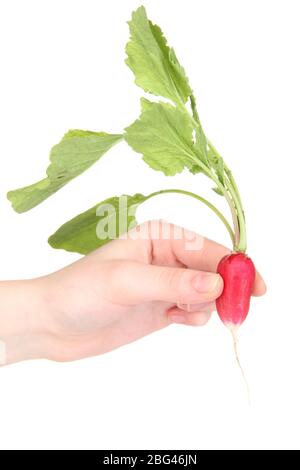 Small garden radish with leaves in hand isolated on white Stock Photo