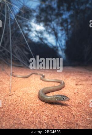Butler's legless lizard in mallee desert habitat, Australia Stock Photo