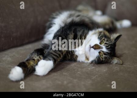 A pretty cute tabby cat laying on the brown sofa. Stock Photo