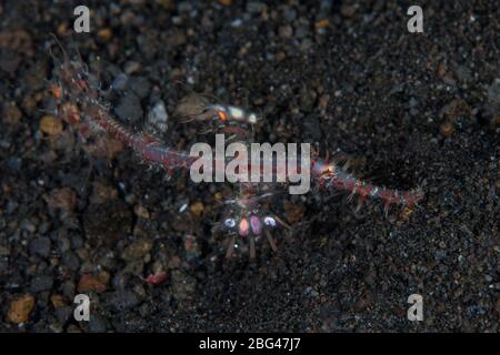 A juvenile Ornate ghost pipefish hovers over sand in Lembeh Strait, Indonesia. This area is known for its large numbers of bizarre marine critters. Stock Photo