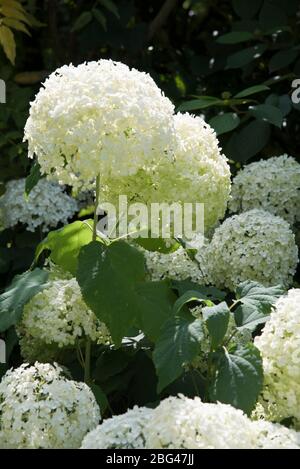 hydrangea arborescens annabelle Stock Photo