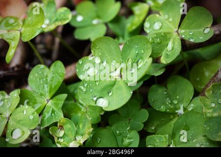 Macro photography of clover plant, close-up of leaves wet by dew. Stock Photo
