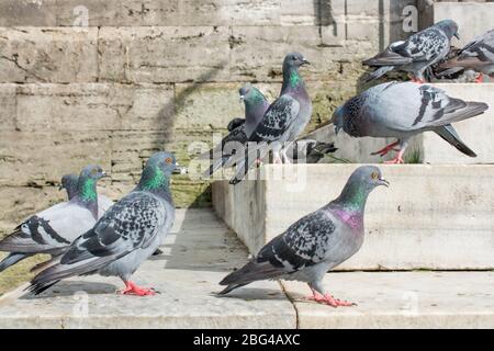 Pigeon Is A Bird That Lives In Close Proximity To Humans For Thousands Of Years There Are Over 300 Different Species Of Pigeons That Can Be Found Thr Stock Photo Alamy