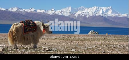 white yak in front of lake Namtso in Tibet Stock Photo