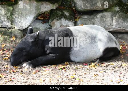 A lying Malayan or Malaysian Tapir (Tapirus indicus)Ein liegender Schabrackentapir oder auch Malaysischer Tapir, (Tapirus indicus) Stock Photo