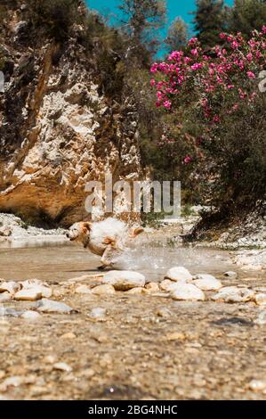 Dog running through water in river in summer Stock Photo