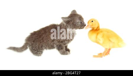 Cute duckling and kitten, isolated on white Stock Photo