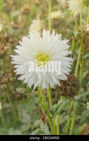 Dahlia with creamy white petals. Dahlia cactus white  flower Stock Photo