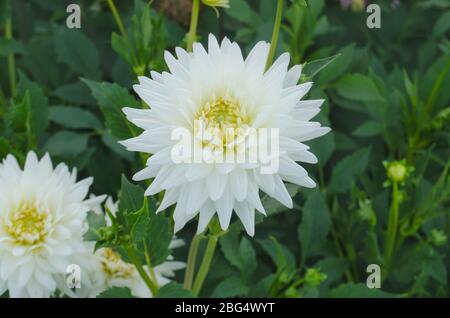 Dahlia with creamy white petals. Dahlia cactus white  flower Stock Photo