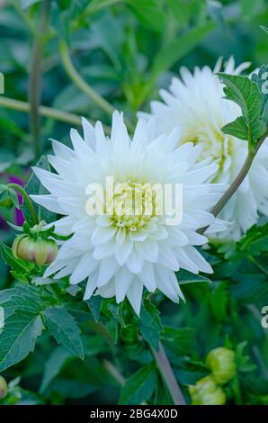 Dahlia with creamy white petals. Dahlia cactus white  flower Stock Photo