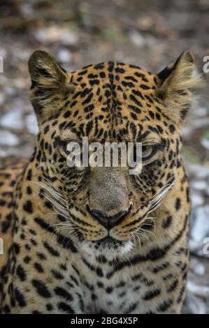 leopard-portrait-close-up-on-