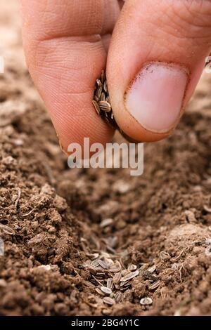 hand planting seeds in soil Stock Photo