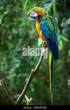 Blue-and-yellow macaw sitting on a branch (Ara ararauna) Stock Photo