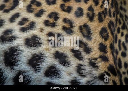 Leopard fur close up texture - Panthera pardus Stock Photo