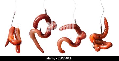 Fish Hook Worm Isolated On White Stock Photo 113644459