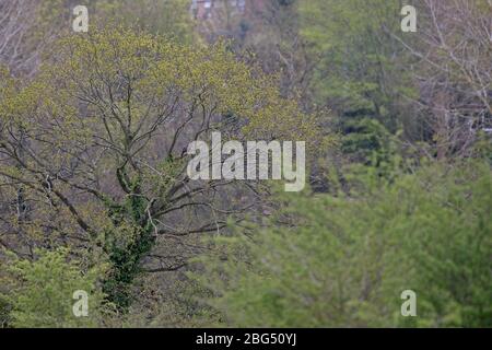 Common Buzzard (Buteo buteo) Stock Photo