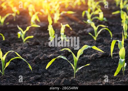 Sprouted stalks of young corn in a field close-up Stock Photo