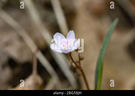 Spring Beauty Flowers in Springtime Stock Photo