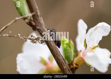Bold Jumping Spider on Branch in Springtime Stock Photo