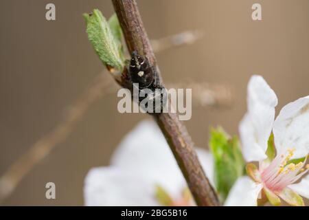 Bold Jumping Spider on Branch in Springtime Stock Photo