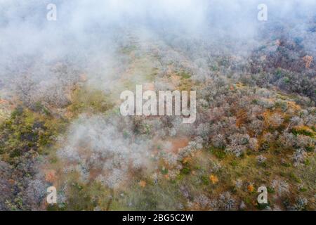Deciduous forest and fog. Aerial view. Stock Photo