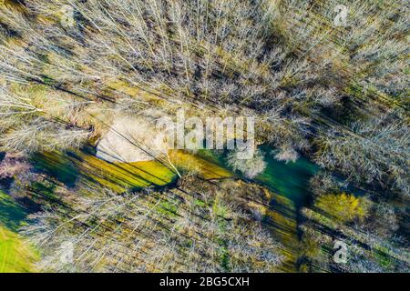 River and poplar grove. Aerial view. Stock Photo
