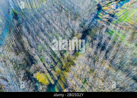 River and poplar grove. Aerial view. Stock Photo