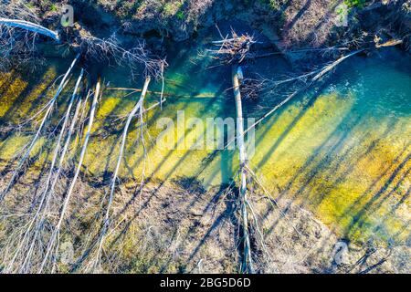 River and poplar trees fallen down. Aerial view. Stock Photo