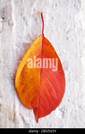 Branch of autumn leaves Cherry plum isolated on a white background. Studio shot . The bright red leaves of cherry leaves . Brush Cherry leaves in red Stock Photo