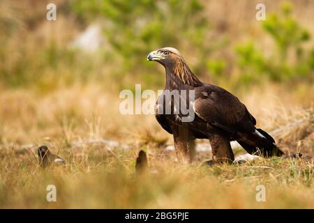 Alert golden eagle sitting on the ground on meadow with dry grass in spring. Stock Photo
