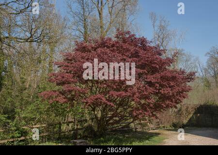 Stunning Bright Red Spring Foliage of a Japanese Maple Tree (Acer palmatum dissectum) with a Woodland and Bright Blue Sky Background in  Devon, UK Stock Photo