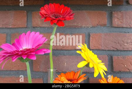 Decorative shelf on brick wall with colorful Gerbera dasies in glass vase close-up Stock Photo