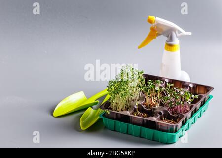 The microgreen in plastic trays for planting young plants, scoops and spray. Microgreen are young vegetable green or sprouts, superfood, the concept o Stock Photo