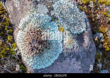 Close-up of large and colorful greenshield lichen on rock surrounded by moss Stock Photo