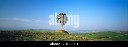Italy. Tuscany. Lone tree on hilltop. Stock Photo