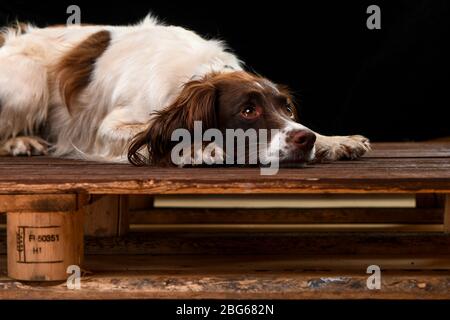 Studio images of a English Springer Spaniel with a black background sitting on a wooden base looking bored or worried. Stock Photo