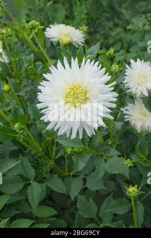 Dahlia with creamy white petals. Dahlia cactus white  flower Stock Photo