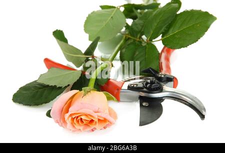 Garden secateurs and rose isolated on white Stock Photo