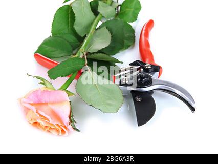 Garden secateurs and rose isolated on white Stock Photo