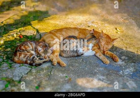 Close-up of ginger fluffy mother cat lying with her two baby kittens on ground. (pavement, walkway) Stock Photo
