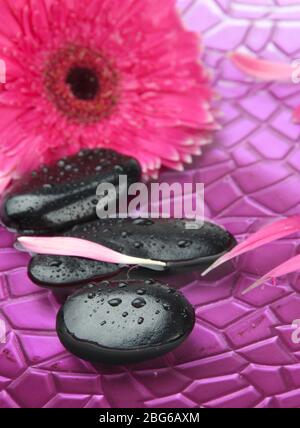 Spa stones and gerbera in water on purple background Stock Photo - Alamy