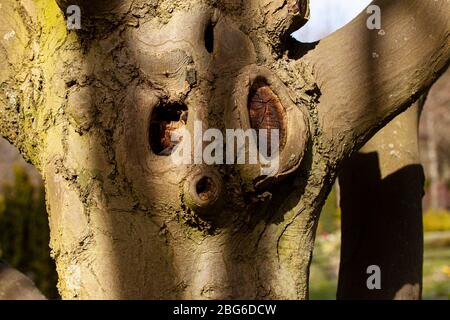 Detail of old linden tree in afternoon light with shadows. Stock Photo