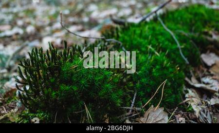 Lush green moss with dry pine needles and oak leaf in the forest. Stock Photo